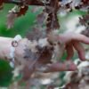 Caotica Bracelet